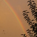 Rainbow by alia_801