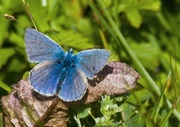 16th Jun 2014 - 16th June 2014 - Small Blue Butterfly