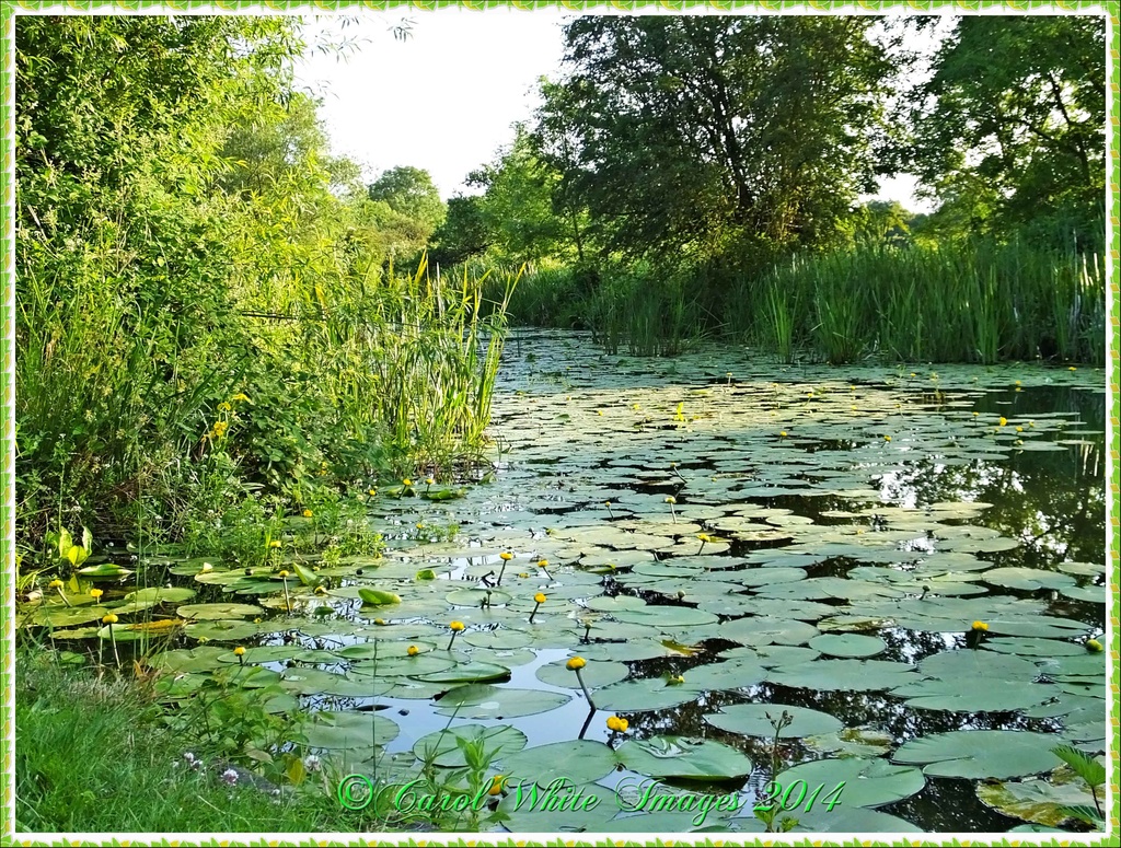 Lily Pads On The Canal by carolmw