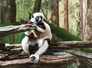 15th Jun 2014 - Lemur