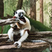 Lemur by cdonohoue
