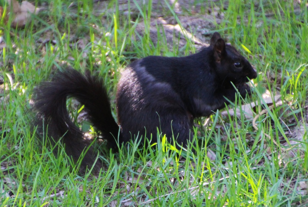 Black Squirrel by oldjosh