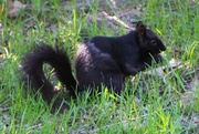18th May 2014 - Black Squirrel