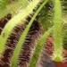 random plant 1