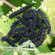 16th Jun 2014 - Caterpillars