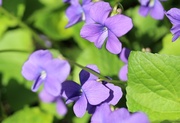 18th May 2014 - Violets in Owl Park