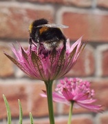 16th Jun 2014 - Busy bee