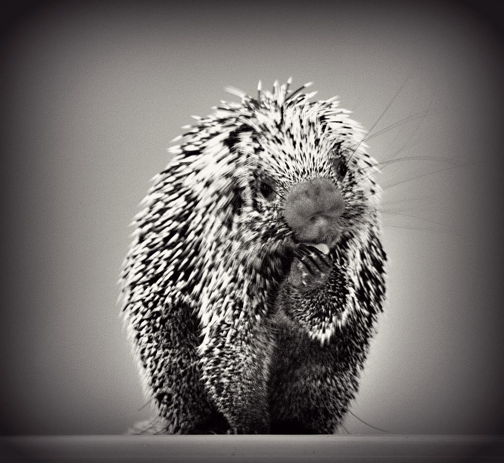 Have you Ever Kissed a Porcupine? by alophoto