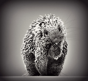 17th Jun 2014 - Have you Ever Kissed a Porcupine?