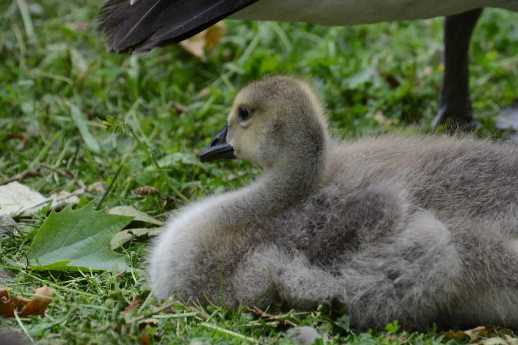 Little gosling by rosiekind