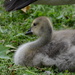 Little gosling by rosiekind
