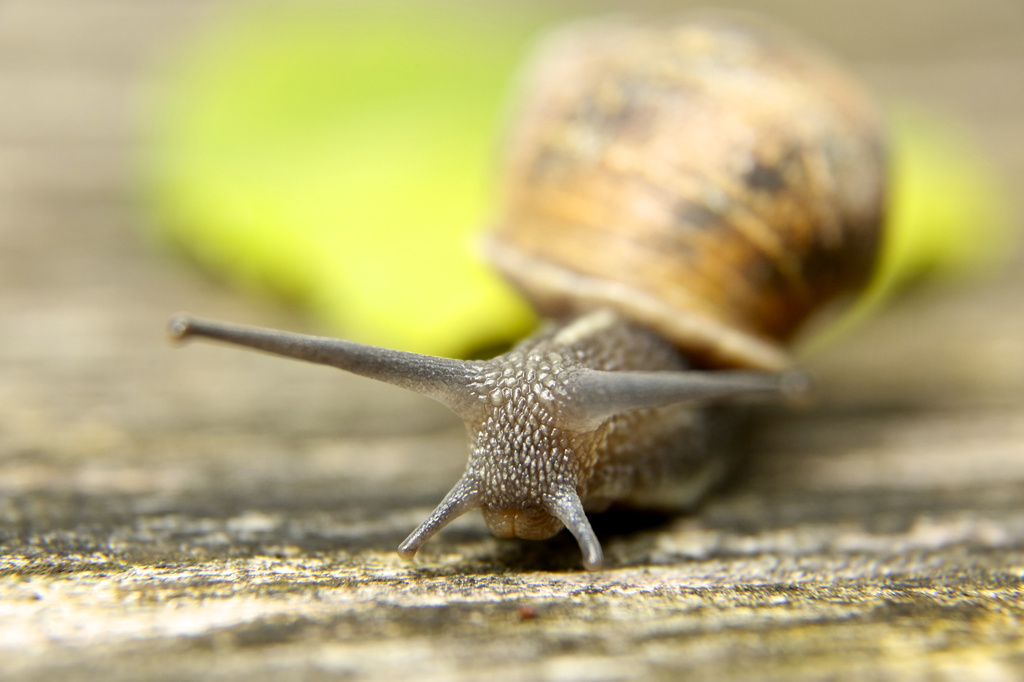 Snail by nicolaeastwood