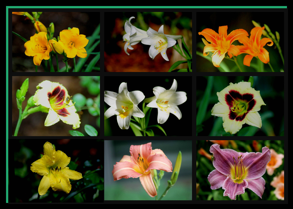 Lily Collage by vernabeth