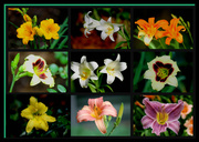 17th Jun 2014 - Lily Collage