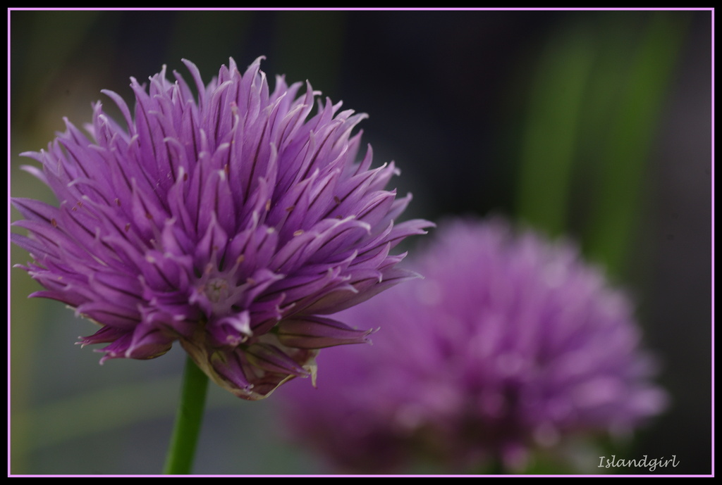 Chives by radiogirl