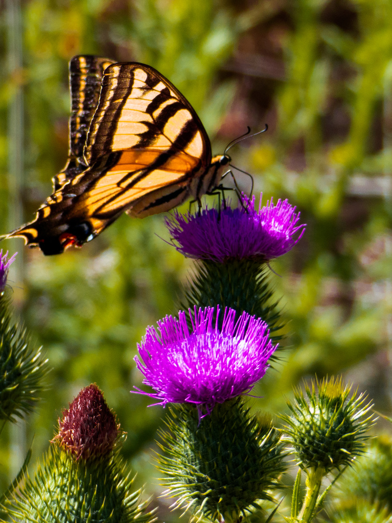 Thistles and Butterflies by stray_shooter