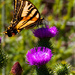 Thistles and Butterflies by stray_shooter