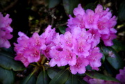 16th Jun 2014 - Rhododendron on Roan Mountain