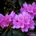 Rhododendron on Roan Mountain by calm