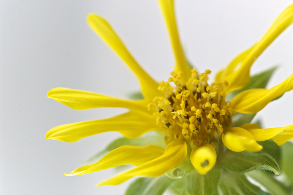 Sunflower by tina_mac