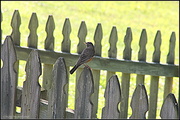 12th Jun 2014 - Robin on the fence post