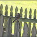 Robin on the fence post by cindymc