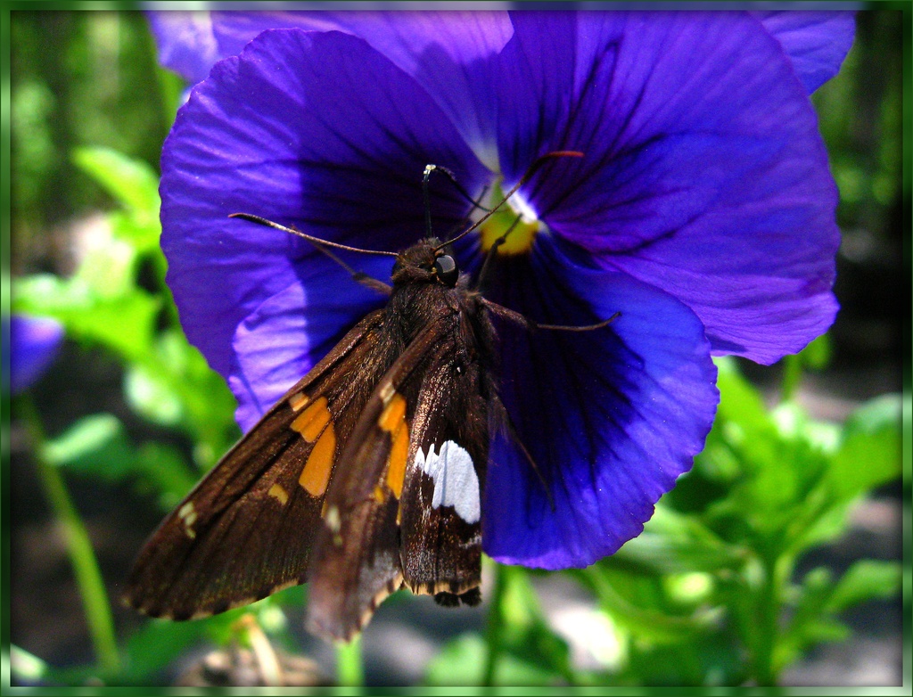 Silver Spotted Skipper on a Purple Pansy by olivetreeann