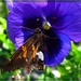 Silver Spotted Skipper on a Purple Pansy by olivetreeann