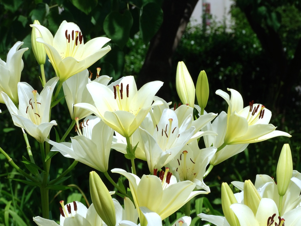 An Array of White Lilies by khawbecker