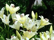16th Jun 2014 - An Array of White Lilies