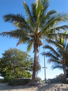 17th Jun 2014 - Don't walk under the Coconut Tree!