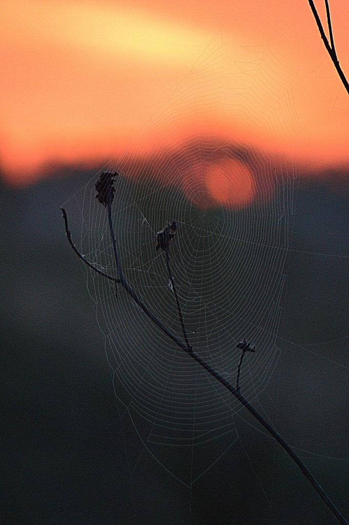 Webbed Sunrise by kareenking