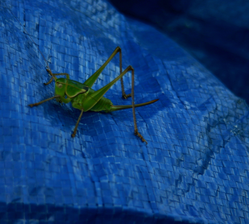 Grasshopper on Blue Tarp... by bellasmom