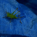 Grasshopper on Blue Tarp... by bellasmom