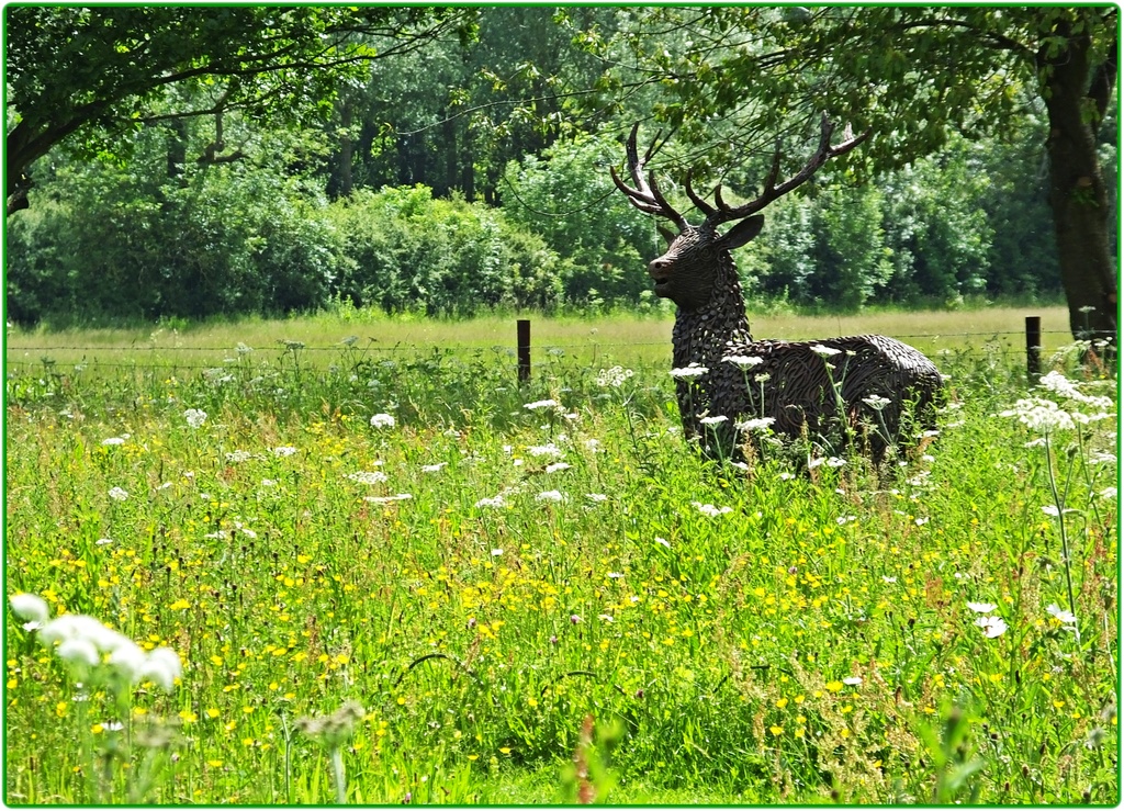 Wildflower Meadow by carolmw