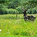 Wildflower Meadow by carolmw