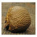 Having a Ball with Bocce Armadillo by alophoto