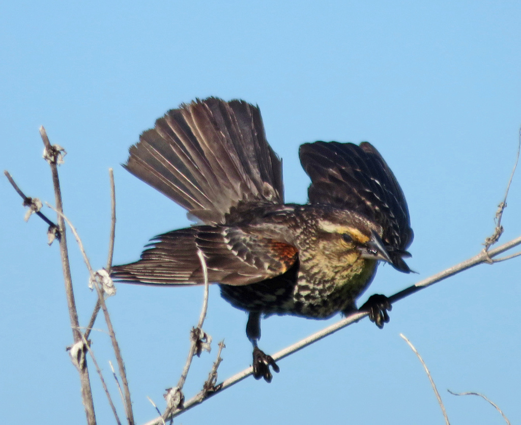 Red Winged Blackbird Female Landing by rminer
