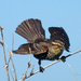 Red Winged Blackbird Female Landing by rminer