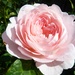 Join-4-June. Rose.  Just beautiful. by wendyfrost