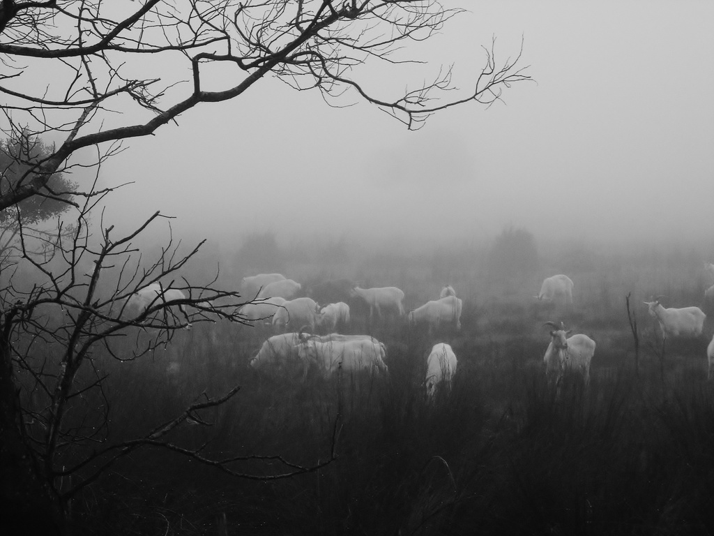 Morning Herd by wenbow