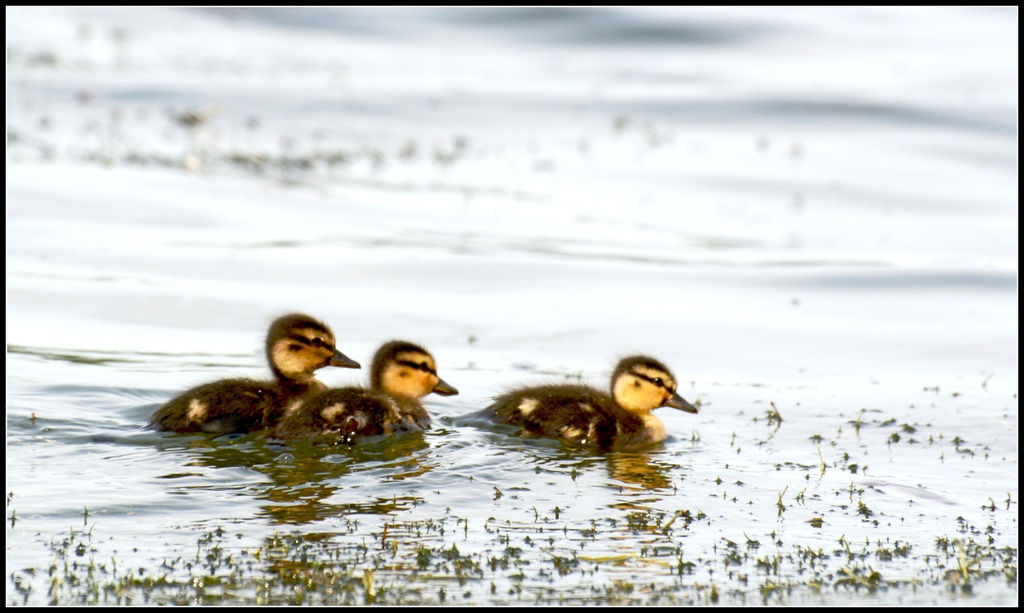 The ducklings by rosiekind