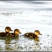 The ducklings by rosiekind