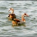 Does anyone know what these geese/ducks are? by rosiekind