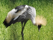 16th Jun 2014 - Crowned Crane