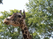 15th Jun 2014 - Giraffe