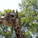 Giraffe by julie