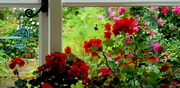 15th Jun 2014 - Flowers through the window....