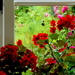 Flowers through the window.... by snowy