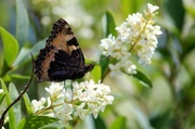 17th Jun 2014 - Name that plant!